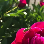 Alpenrose * 슈방가우