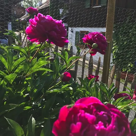 Alpenrose *