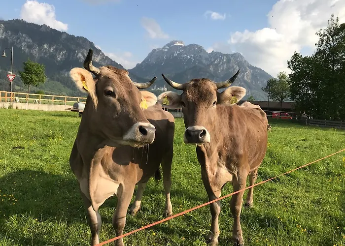 Alpenrose Schwangau