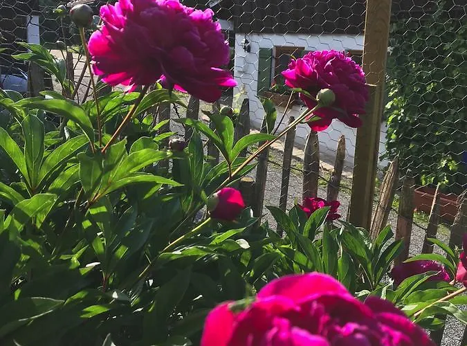 Alpenrose *
