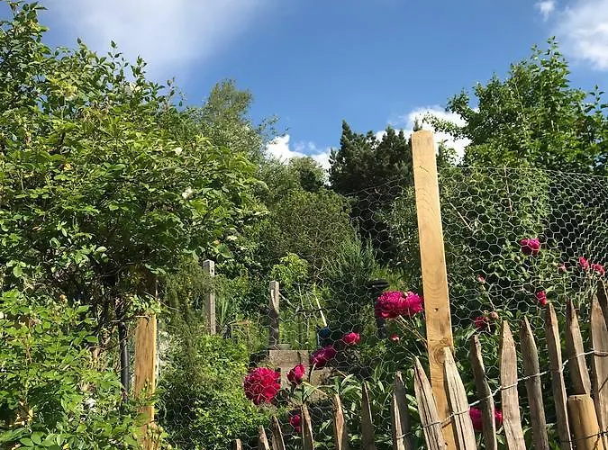 Alpenrose *